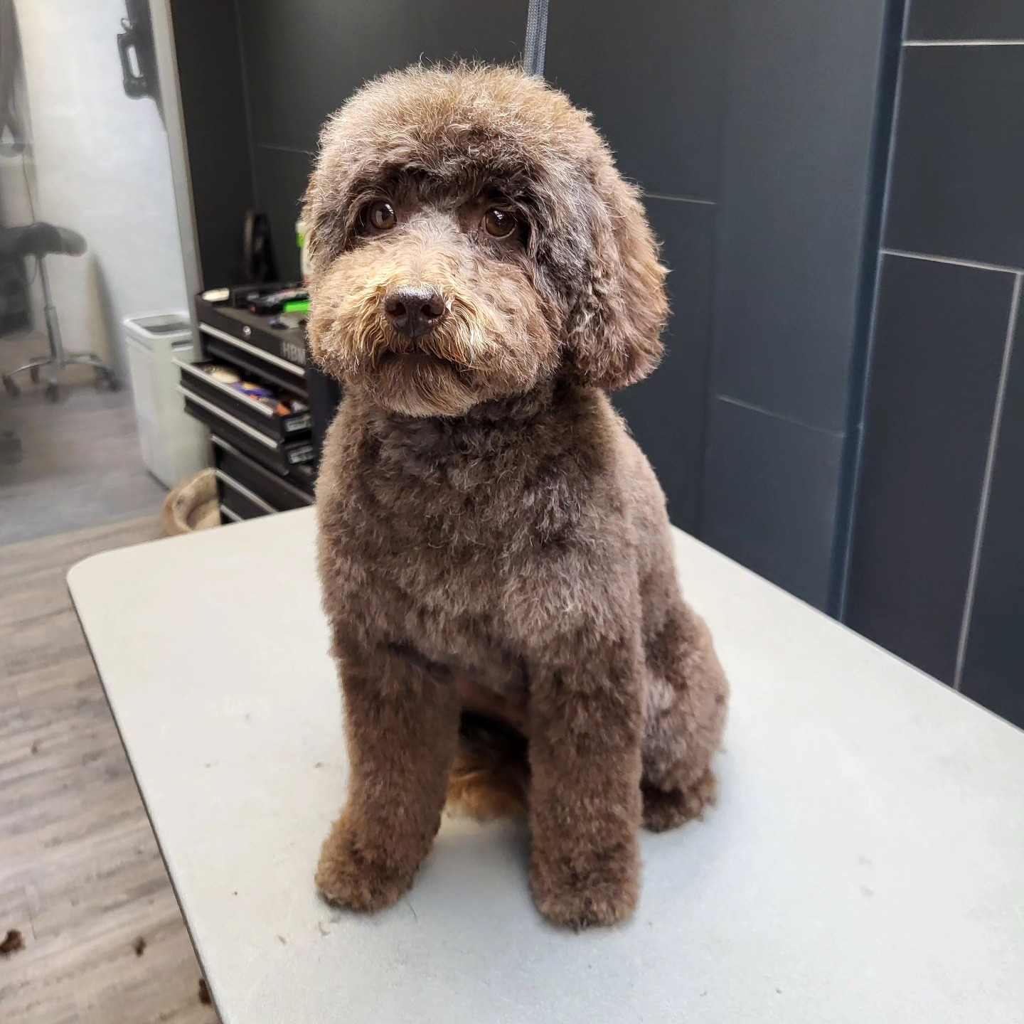 Chocolade poodle