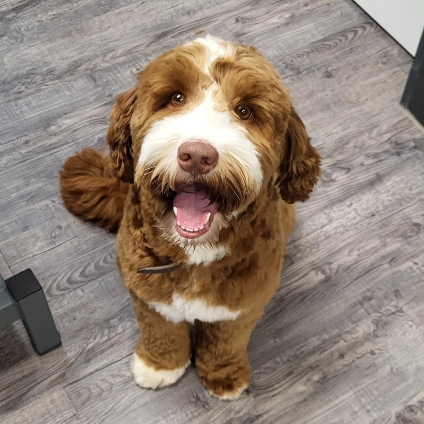 Zilvergrijze poodle