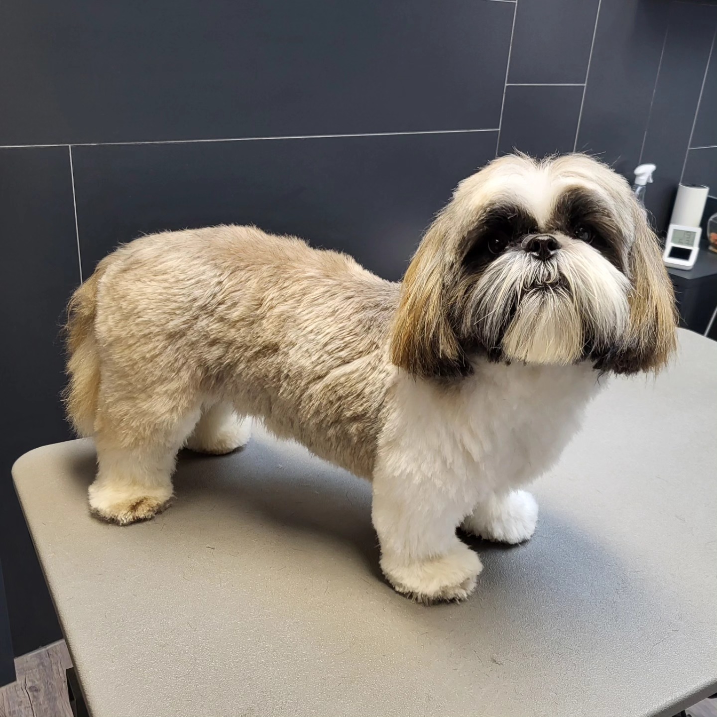 Shih Tzu perfect getrimd