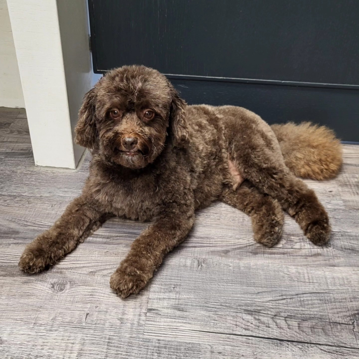 Goudkleurige labradoodle