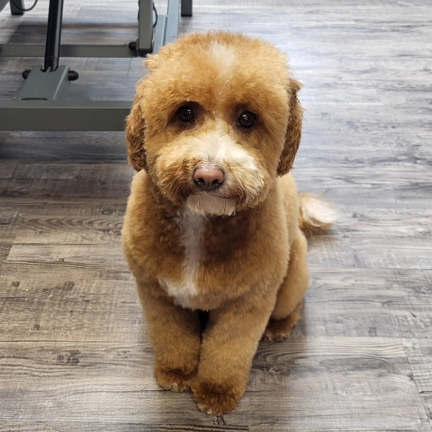 Caramel teddy doodle