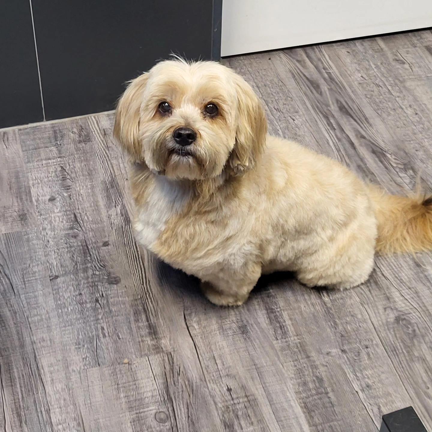Gouden labradoodle pup