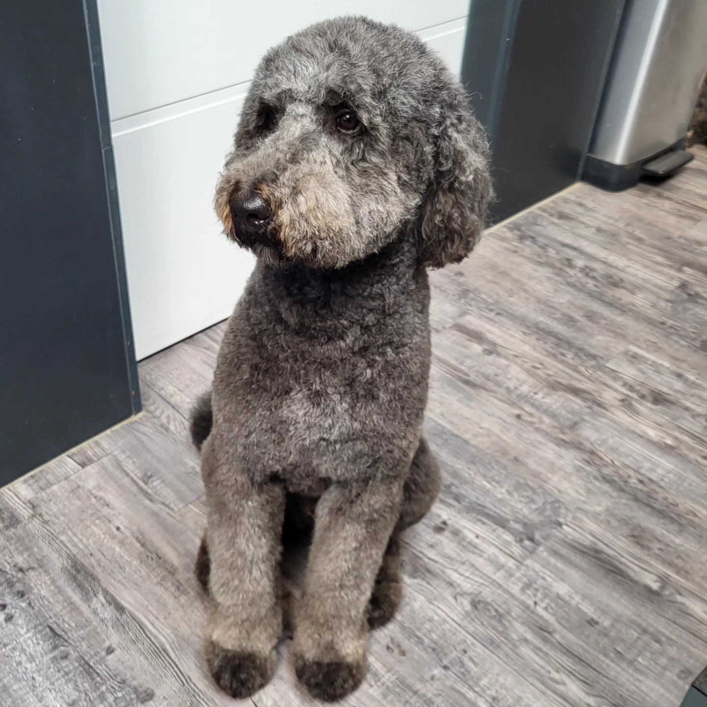 Mooi verzorgde hond bij Trimsalon Breda